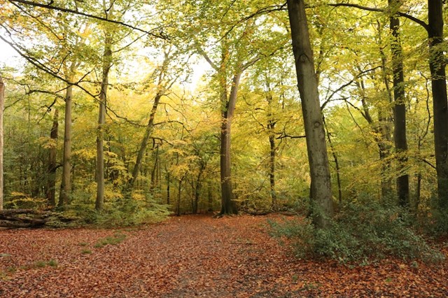 British woodland in autumn.