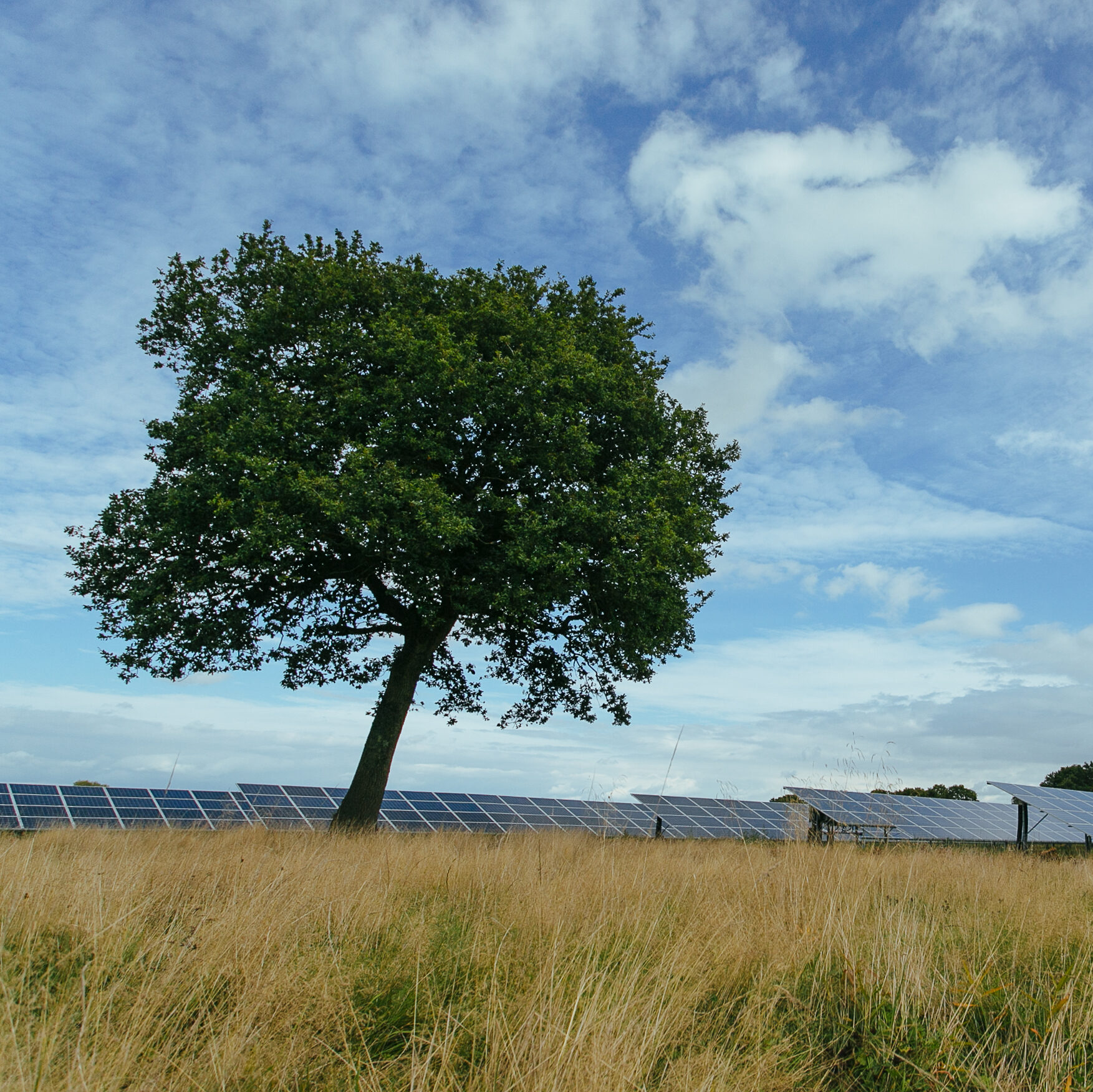 A large tree stands in a grassy field next to rows of solar panels under a partly cloudy sky.